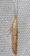 Coleophora