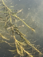 Potamogeton robbinsii