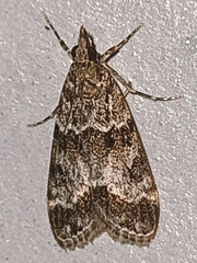 Eudonia mercurella