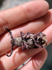 Prionus coriarius