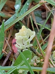 Lotus corniculatus
