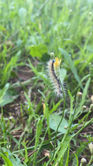 Hyphantria cunea