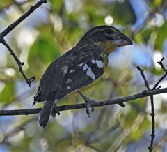 Pheucticus aureoventris