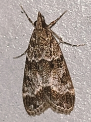 Eudonia mercurella
