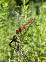 Sympetrum rubicundulum