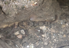 Cottus gobio