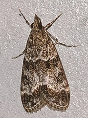 Eudonia mercurella