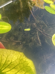 Potamogeton robbinsii