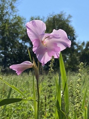 Gladiolus × hortulanus