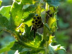 Psyllobora vigintiduopunctata