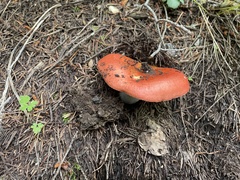 Russula sanguinea