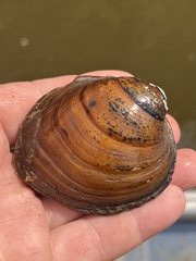 Reginaia ebenus