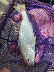 Bairdiella chrysoura