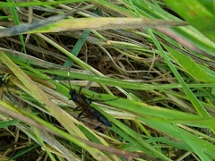 Stenichneumon culpator