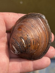 Reginaia ebenus