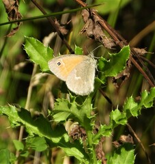 Coenonympha california