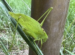 Amblycorypha oblongifolia