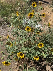 Helianthus petiolaris