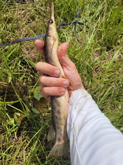 Lepisosteus platyrhincus
