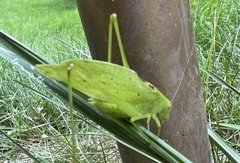 Amblycorypha oblongifolia