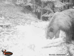 Ursus americanus machetes