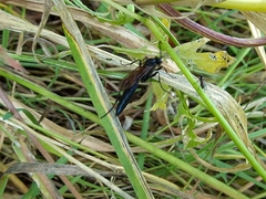 Stenichneumon culpator