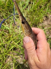 Lepisosteus platyrhincus