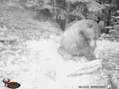 Ursus americanus machetes