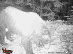 Ursus americanus machetes