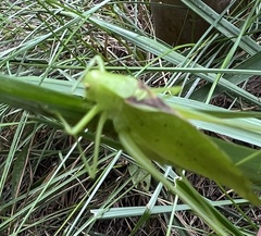 Amblycorypha oblongifolia