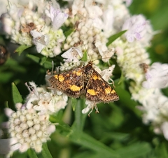 Pyrausta orphisalis