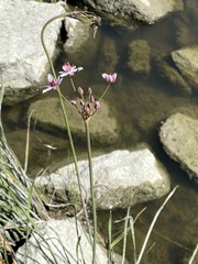 Butomus umbellatus