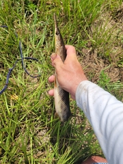 Lepisosteus platyrhincus