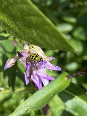 Diabrotica undecimpunctata
