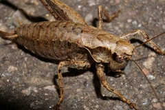 Pholidoptera griseoaptera