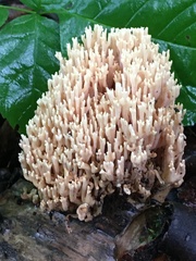 Ramaria stricta