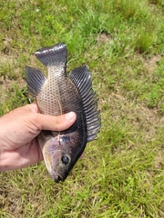 Oreochromis