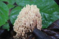 Ramaria stricta