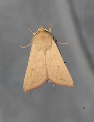 Mythimna vitellina