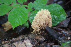 Ramaria stricta