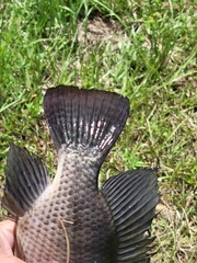 Oreochromis