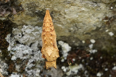 Nymphalini