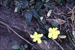 Hibbertia dentata