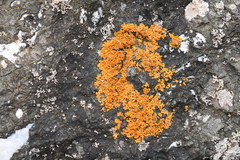 Xanthoria