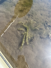 Hydrilla verticillata