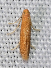 Tischeria