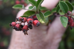 Cotoneaster pannosus