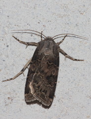 Agrotis bigramma