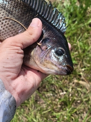Oreochromis