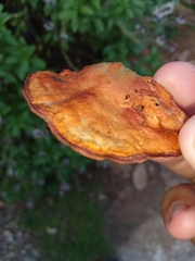 Trametes cinnabarina